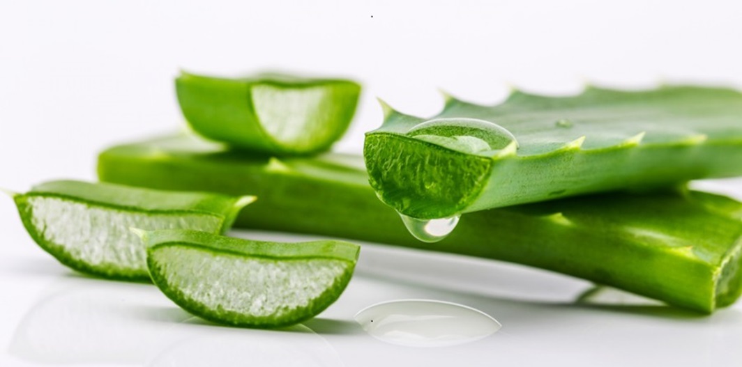 O aloe vera