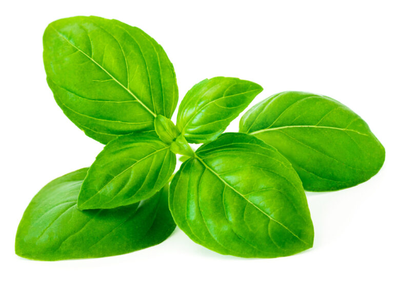 O bazalce Fresh,Basil,Leaf,Isolated,On,White,Background,,Close,Up.,Basil
