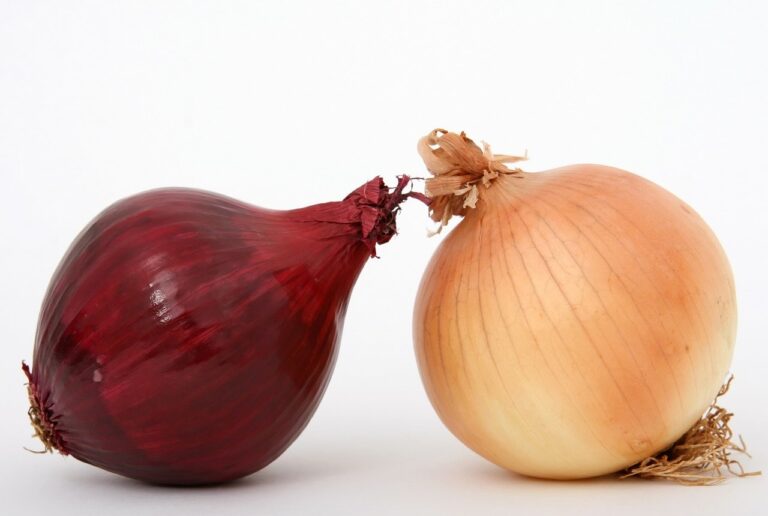 O cibuli cibule